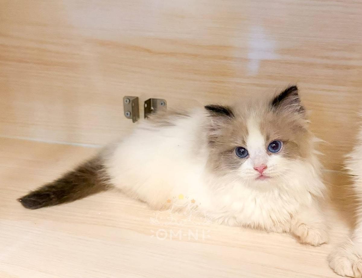 臉蛋顏美的海豹雙色布偶妹妹--布蕾