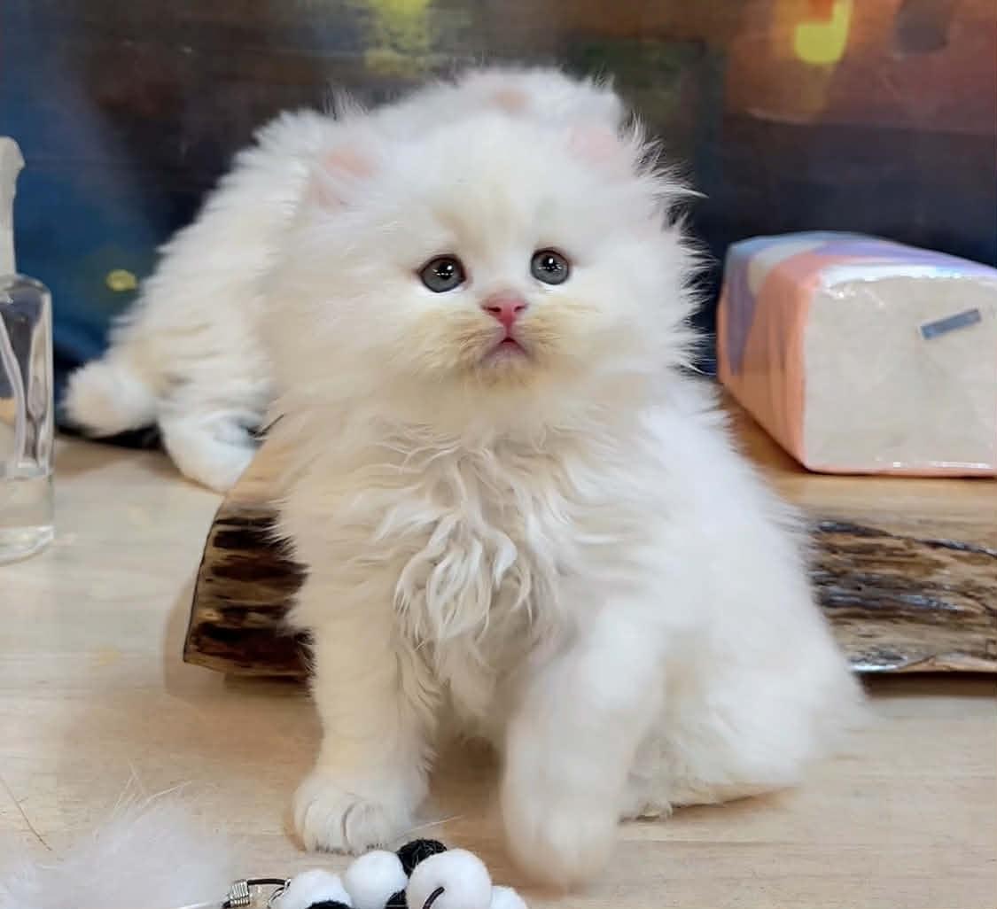 大頭炸毛長毛捲耳弟弟--大頭