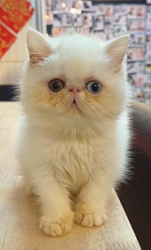 可愛小迷糊異瞳加菲貓妹妹--牙寶