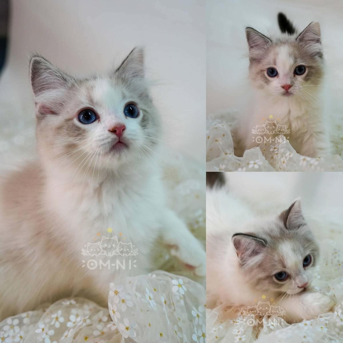 臉蛋甜美的藍雙色山貓紋布偶弟弟--Owen