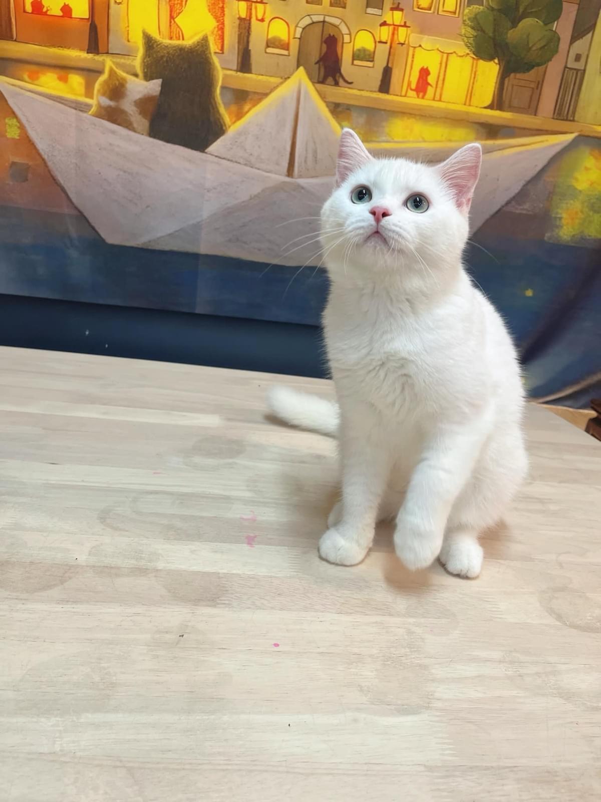 圓臉白色英國短毛貓