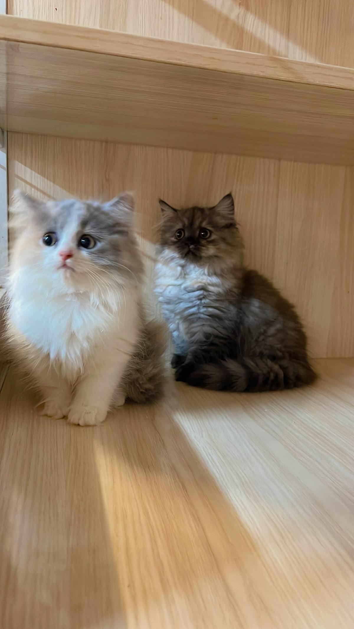 淺奶三花英長妹妹--甜甜