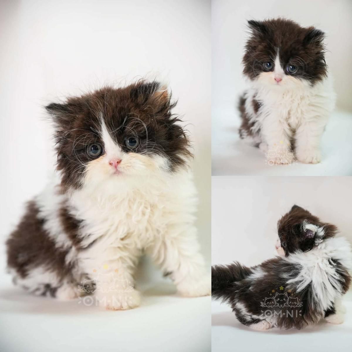 無辜可愛的黑白賓士英長弟弟--牛牛