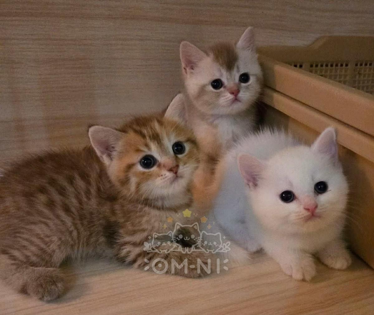 金虎斑可愛英短妹妹--金萱虎