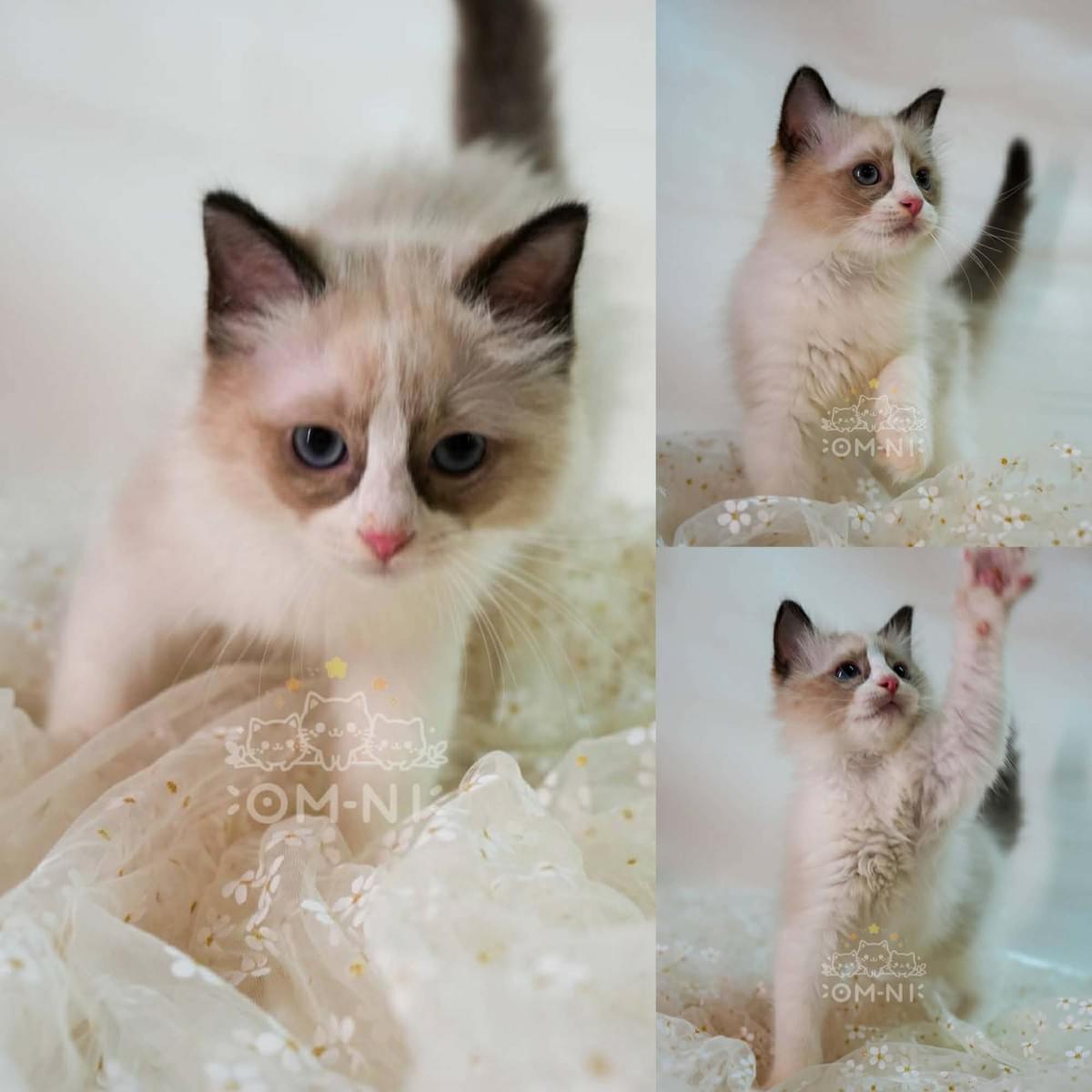 親人大而化之的海豹雙色妹妹--太妍