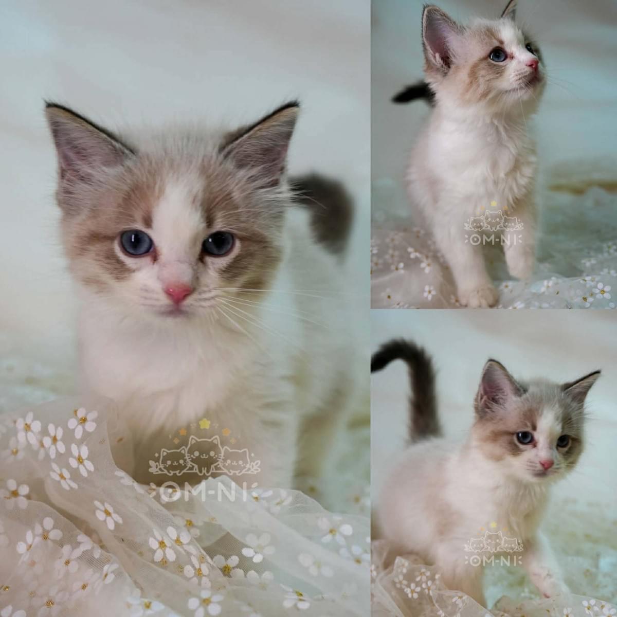 臉蛋精緻的藍雙色山貓紋布偶妹妹--小燕