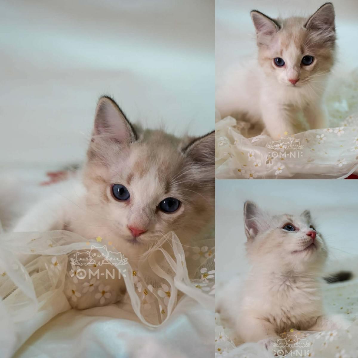 個性沉穩的藍雙色山貓紋弟弟--YANKI