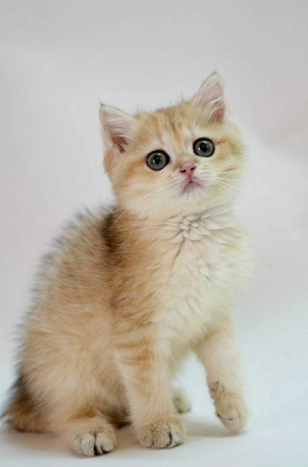 金漸層NY11英短妹妹--鈴鐺