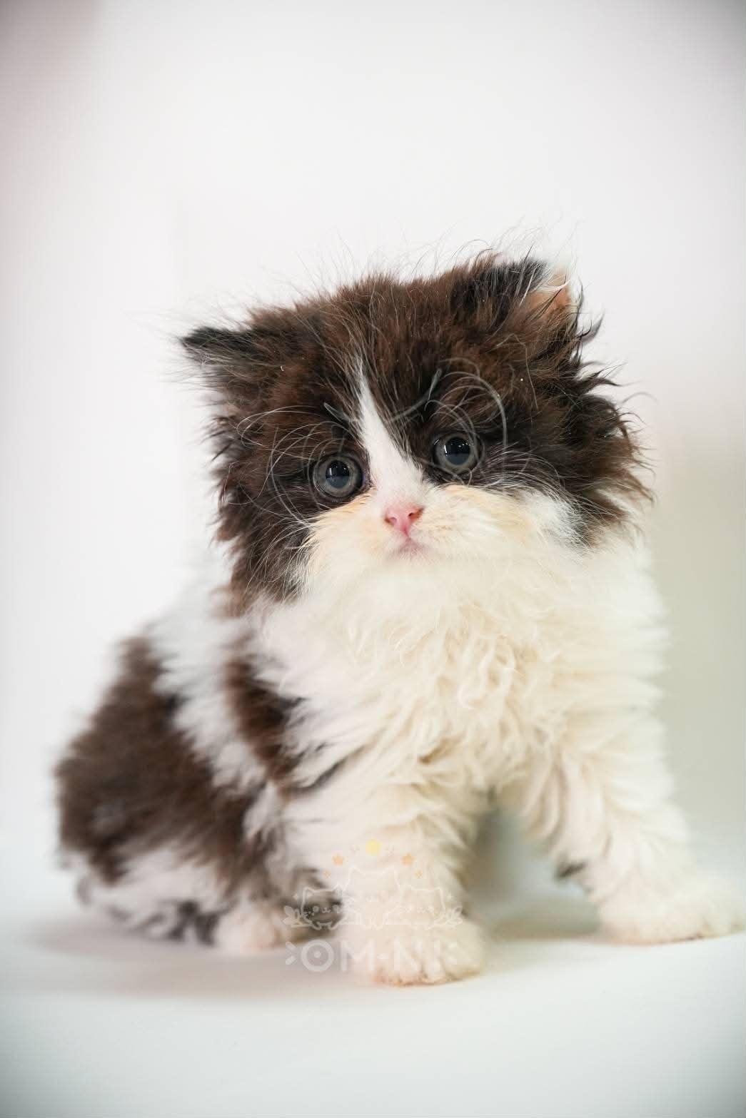 無辜可愛的黑白賓士英長弟弟--牛牛