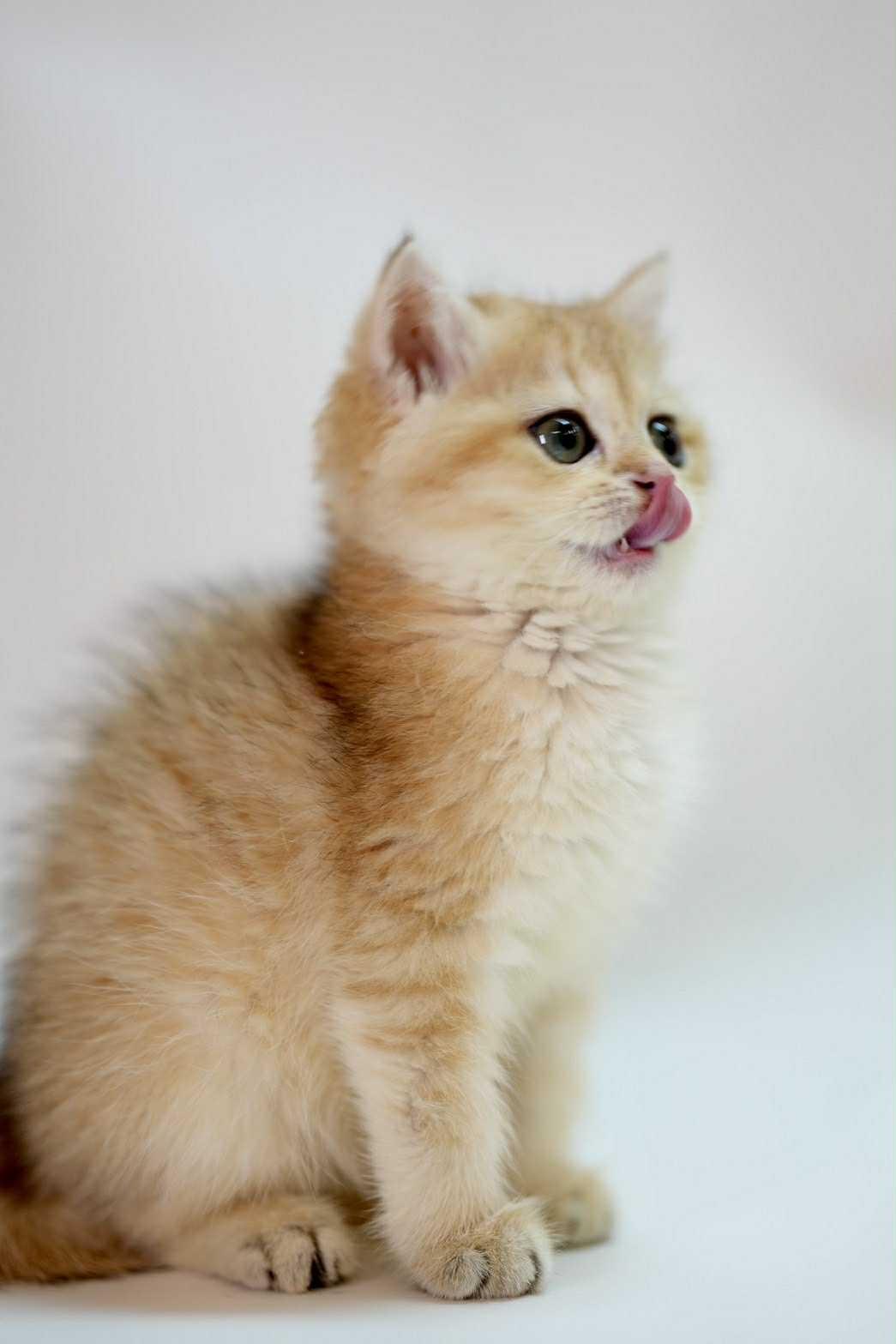 金漸層NY11英短妹妹--鈴鐺