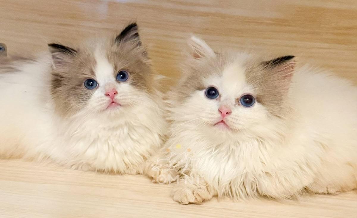 臉蛋顏美的海豹雙色布偶妹妹--布蕾