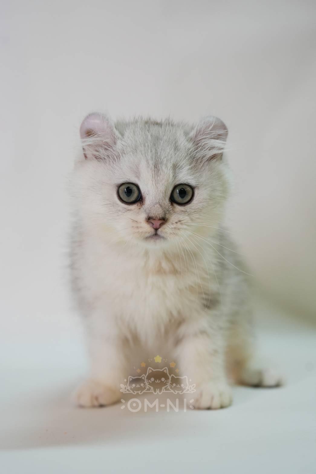 活潑親人的漸層色捲耳短毛妹妹--荷妮