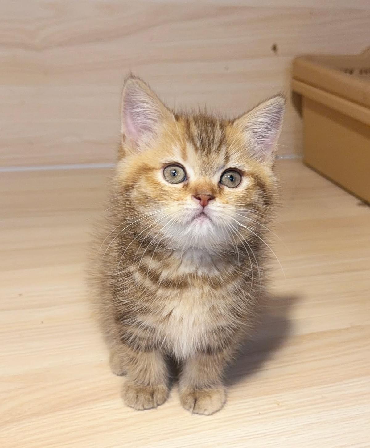 金色系—萌萌可愛的虎斑英短妹妹--金萱