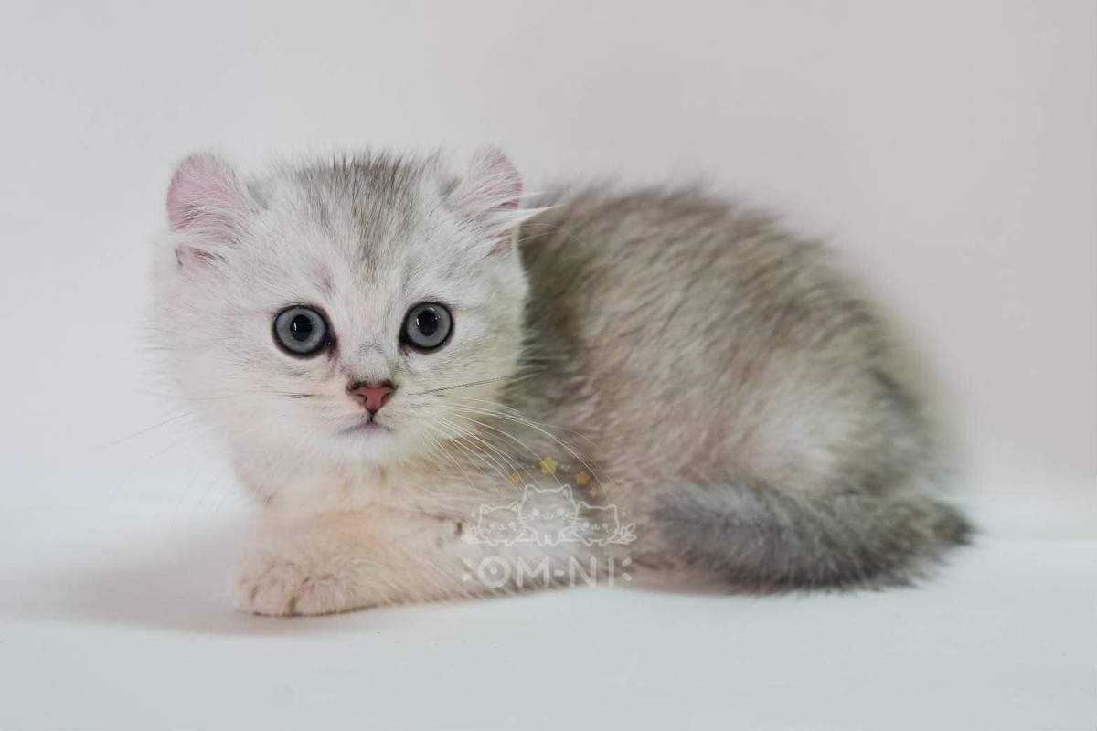 靦腆的斯文短毛漸層系捲耳弟弟--迪尼