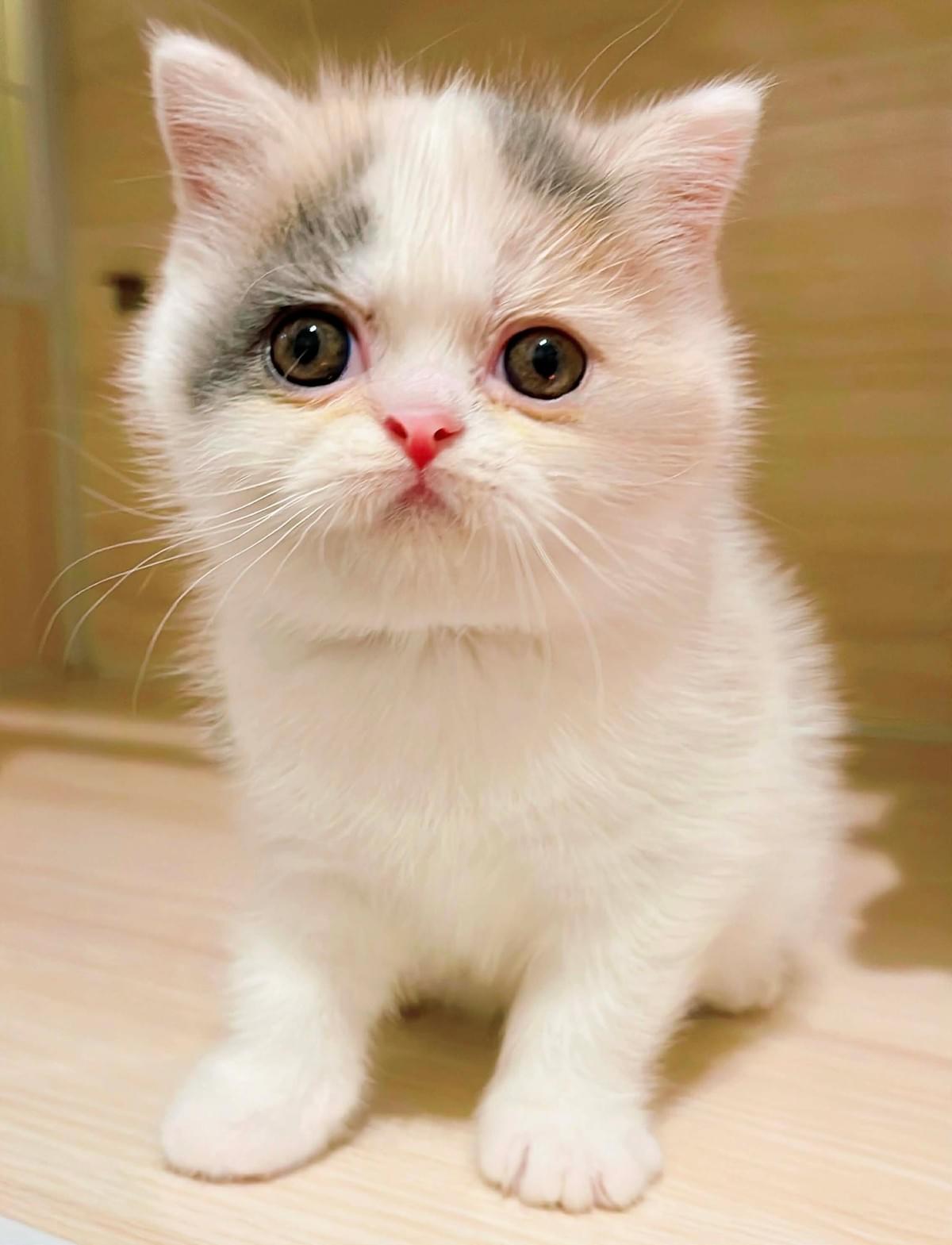 淺奶三花加白賓士英短妹妹--珠豬