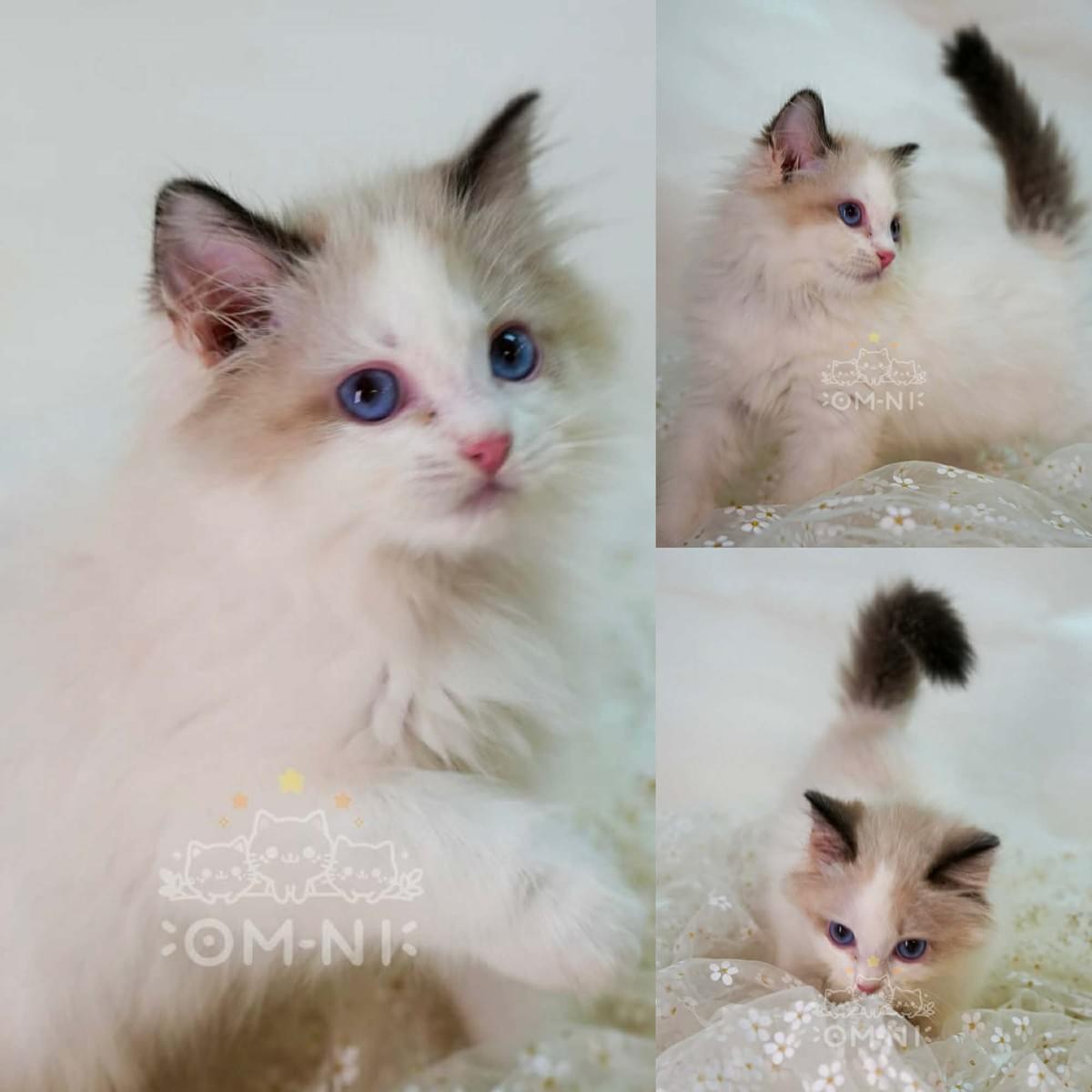 俏皮親人的海豹雙色布偶弟弟--太陽