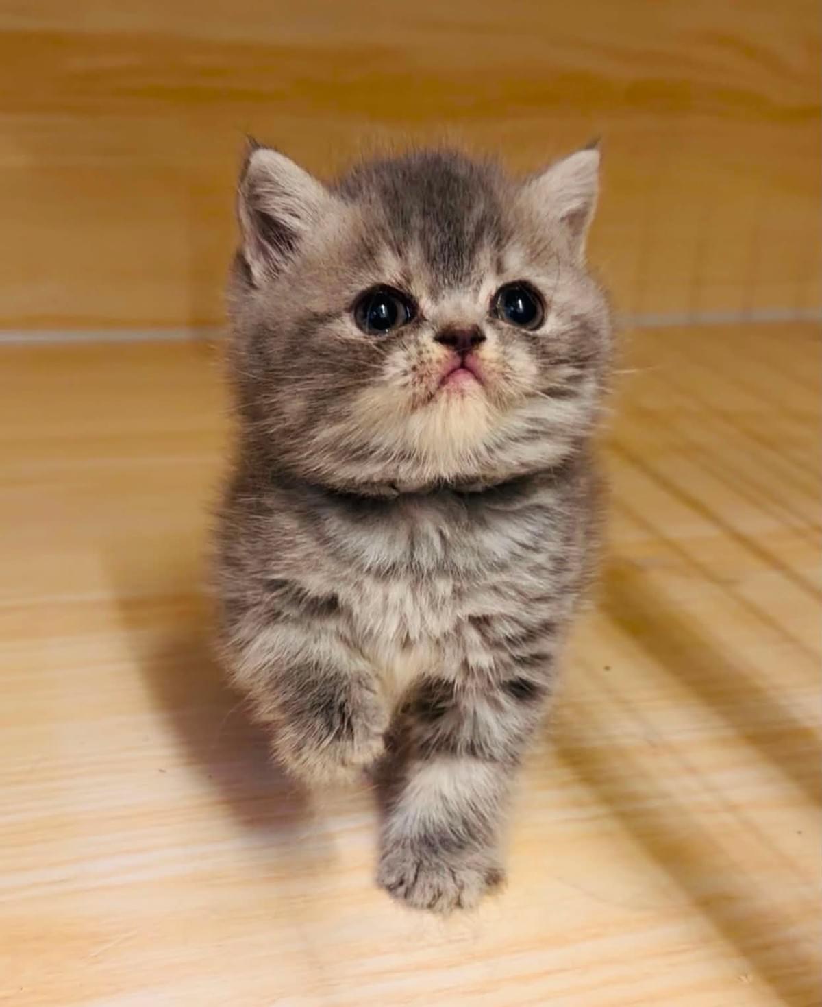 甜美圓臉藍奶色調虎斑妹妹--波波