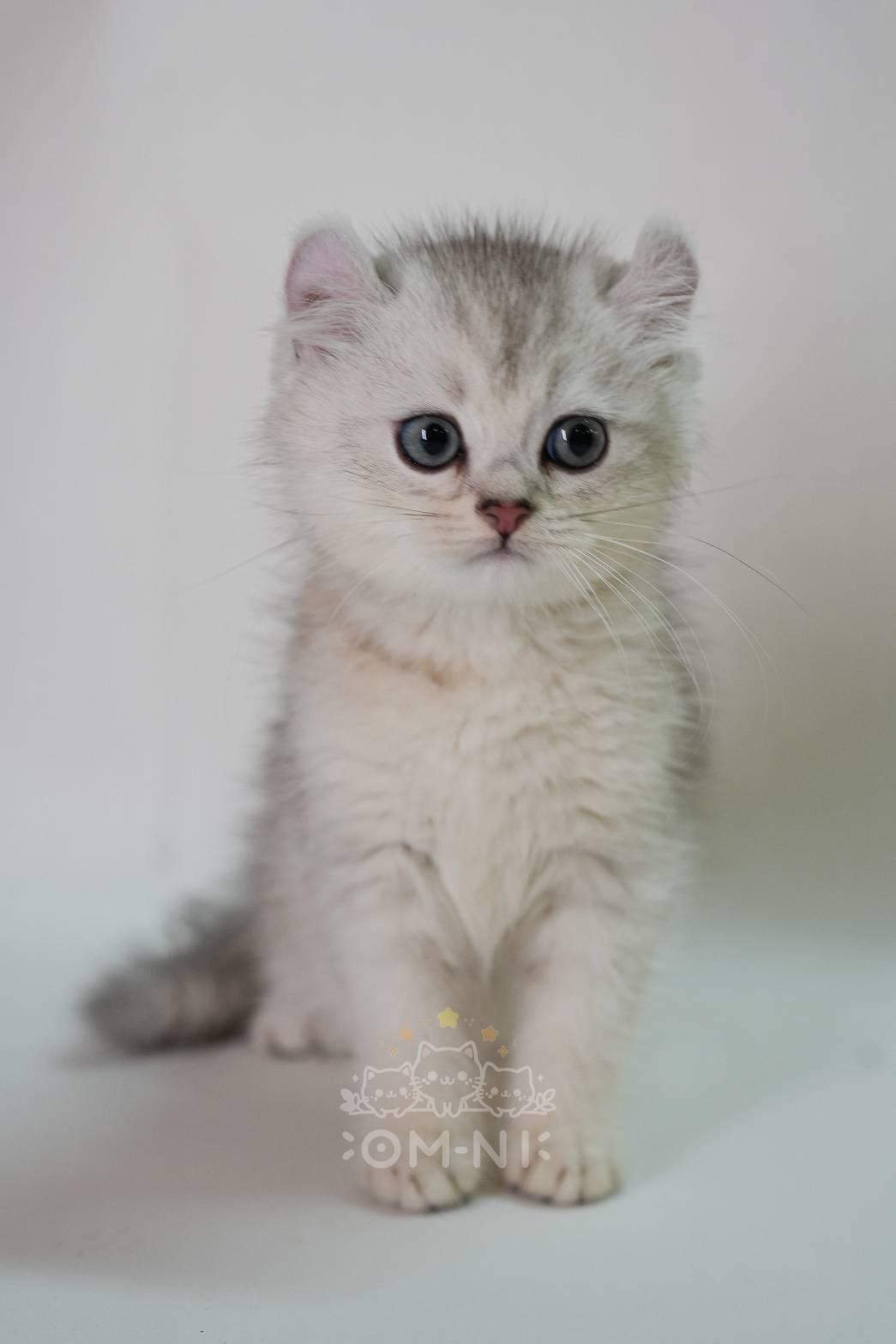 靦腆的斯文短毛漸層系捲耳弟弟--迪尼