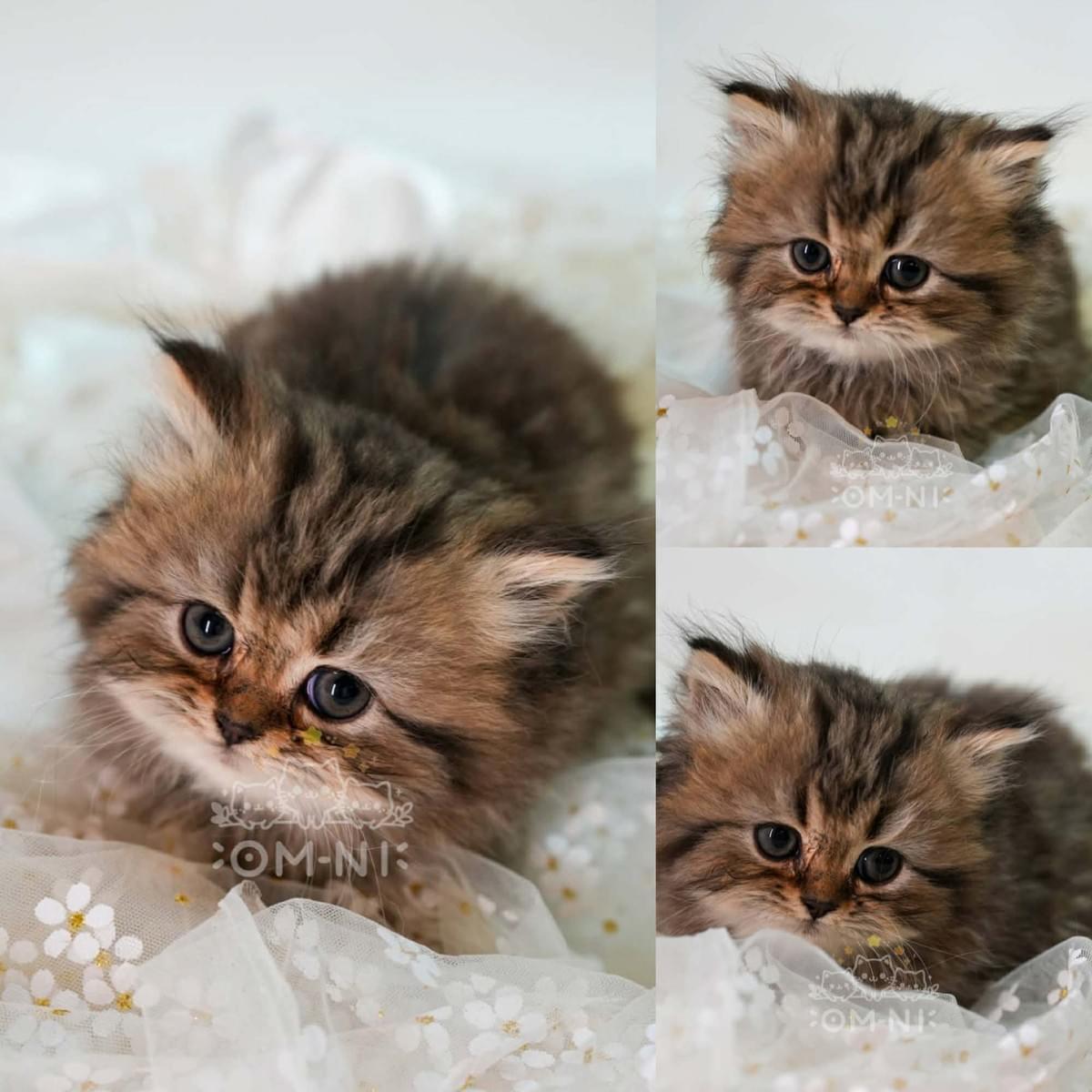 暖棕色虎斑超卡哇伊的英長妹妹--奶滋