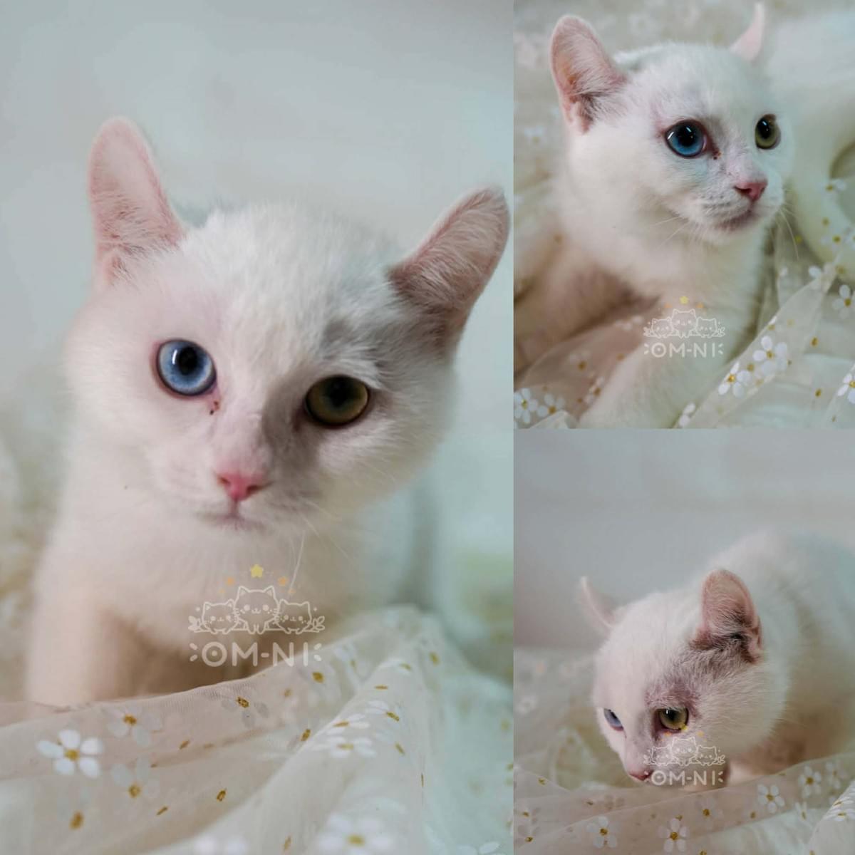 金銀寶貝異瞳捲耳白色英短妹妹--雙雙