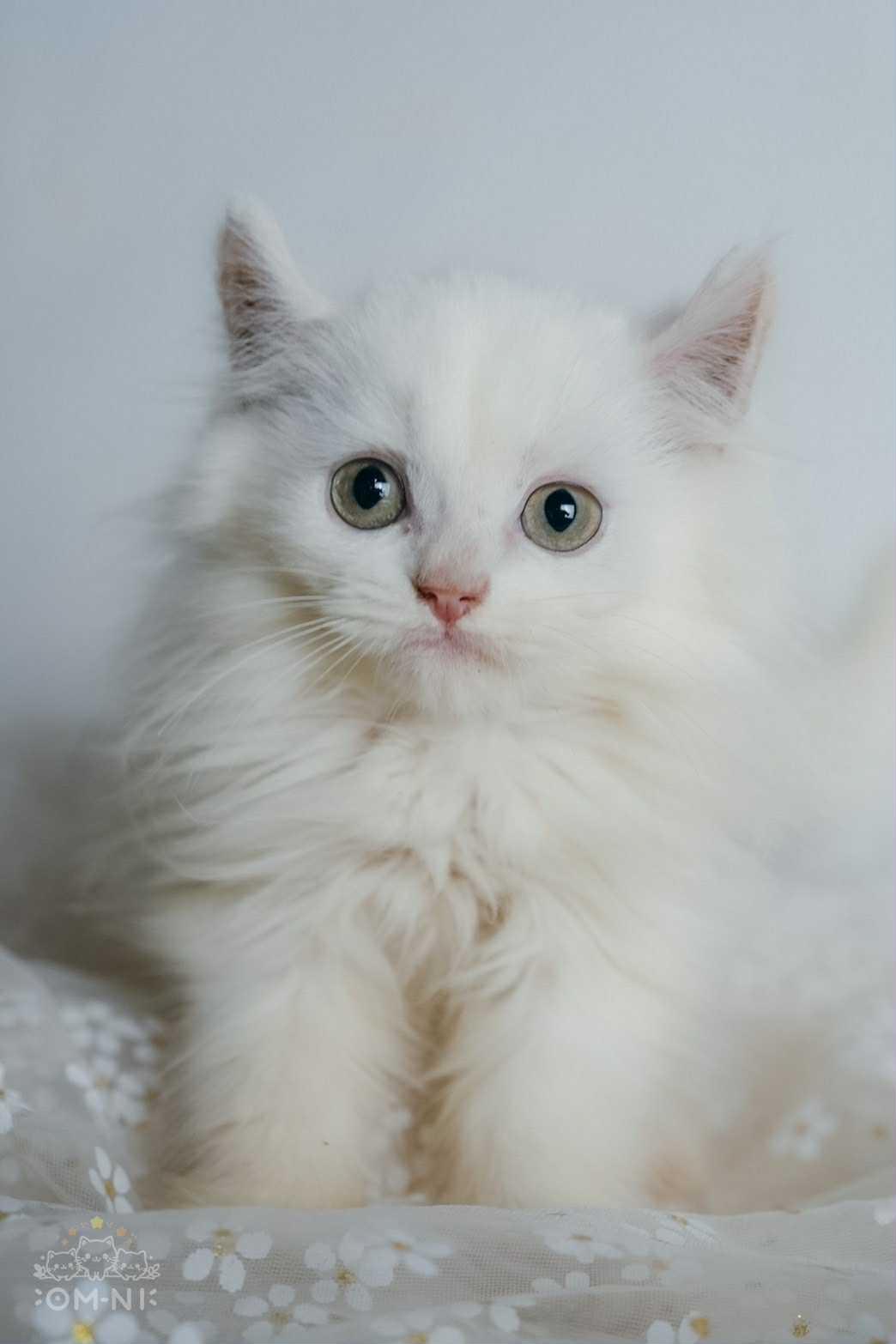 可愛的白捲耳英長弟弟