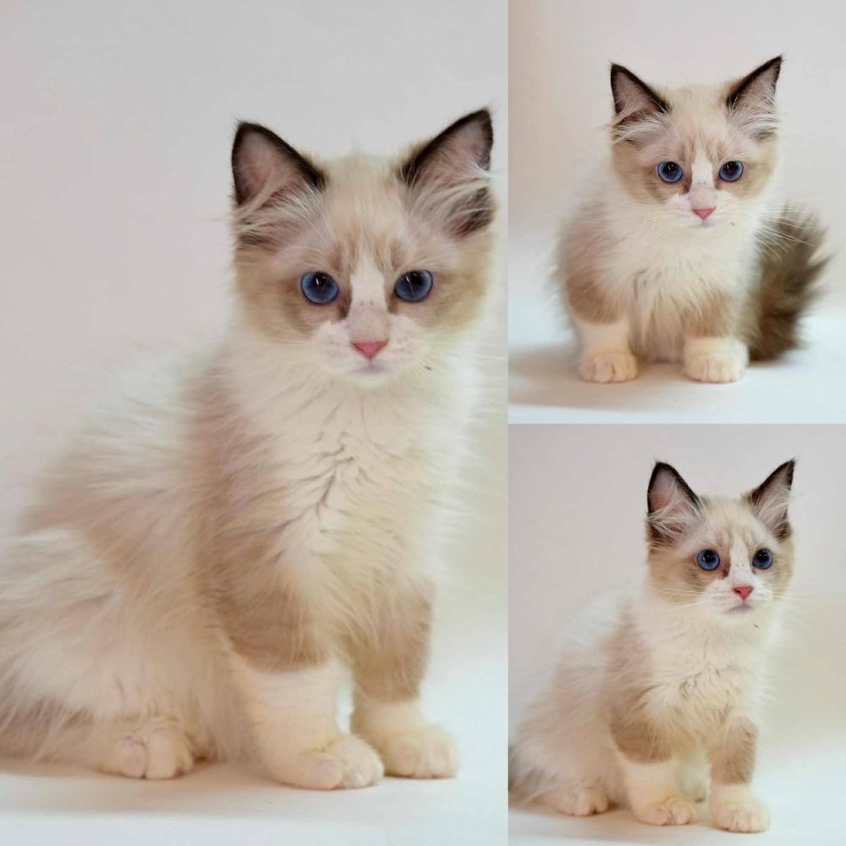 可愛的海豹雙色布偶妹妹--滋滋 (已客訂)