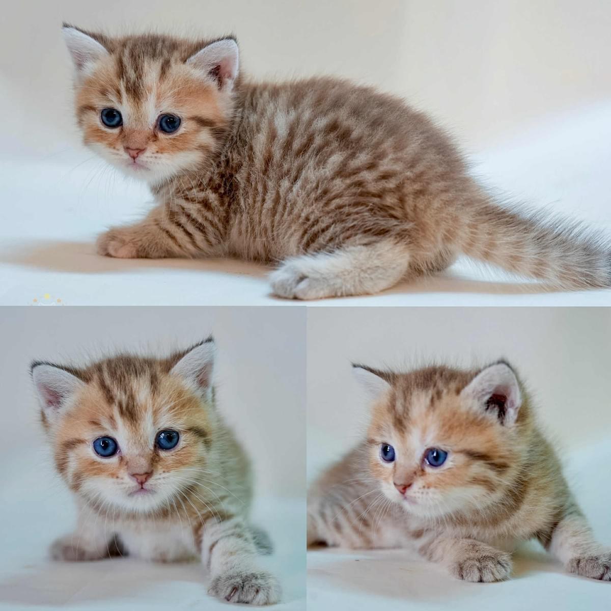 金虎斑可愛英短妹妹--金萱虎