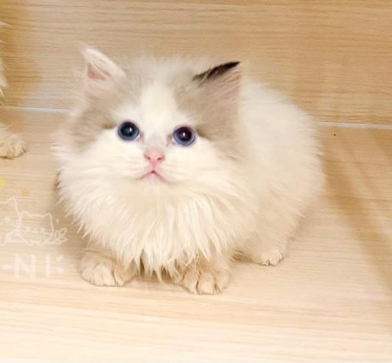 可愛帥氣的海豹雙色布偶弟弟--奶霜