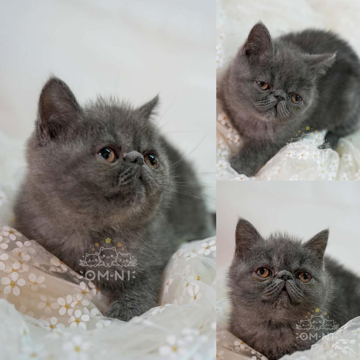 十分做自己的慵懶的藍加菲貓弟弟--藍藍