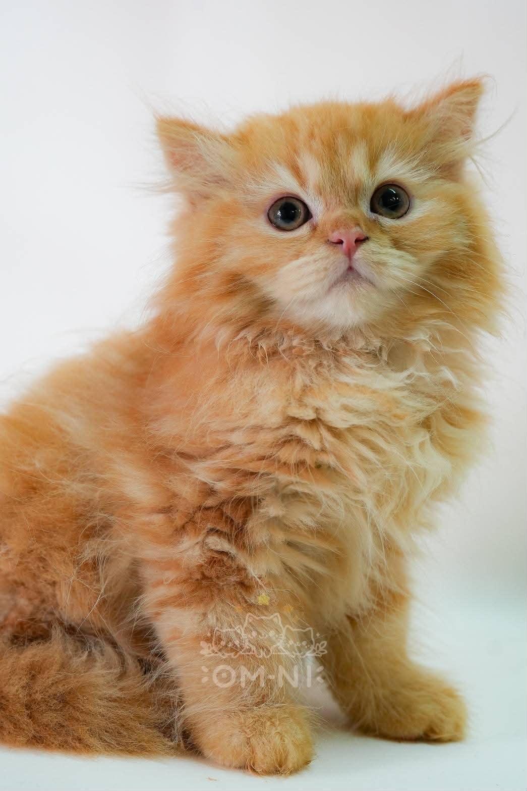 超親人的愛吃橘英長弟弟--福吉