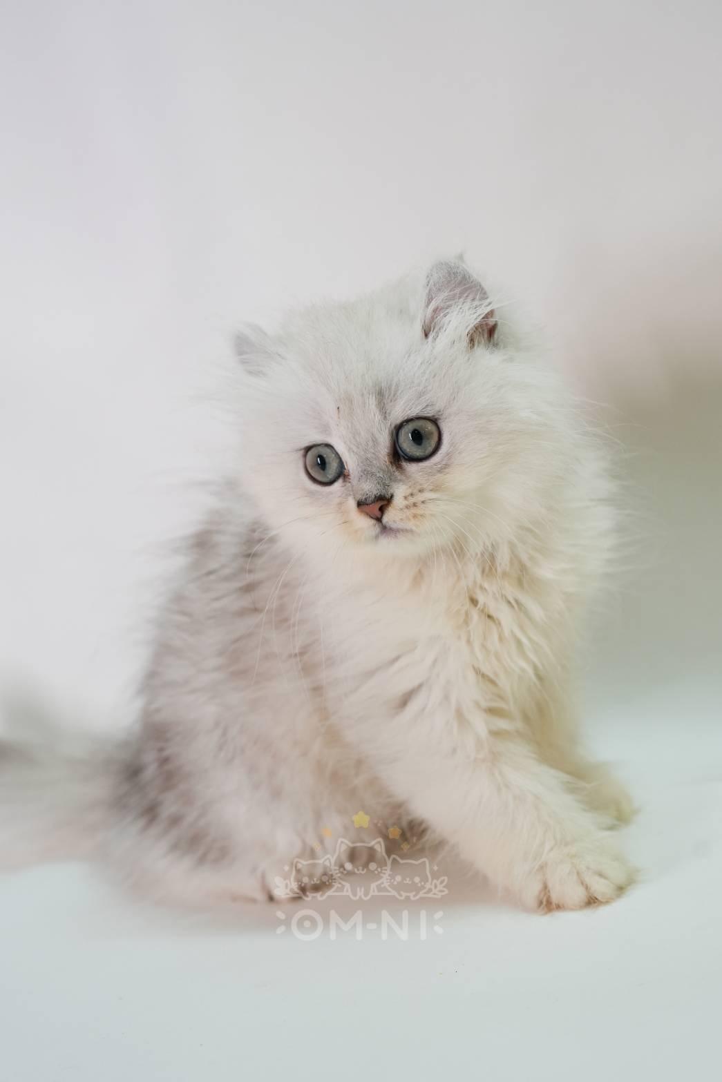 大眼活潑親人的漸層長毛捲耳妹妹--艾琳