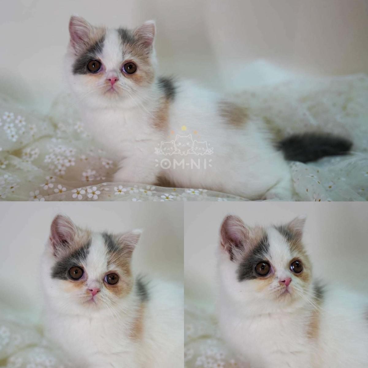 淺奶三花加白賓士英短妹妹--珠珠