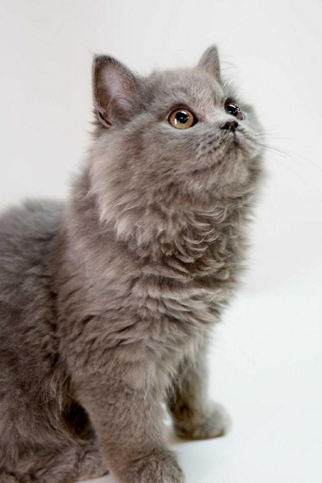 可愛寬臉的藍英長弟弟--羅賓