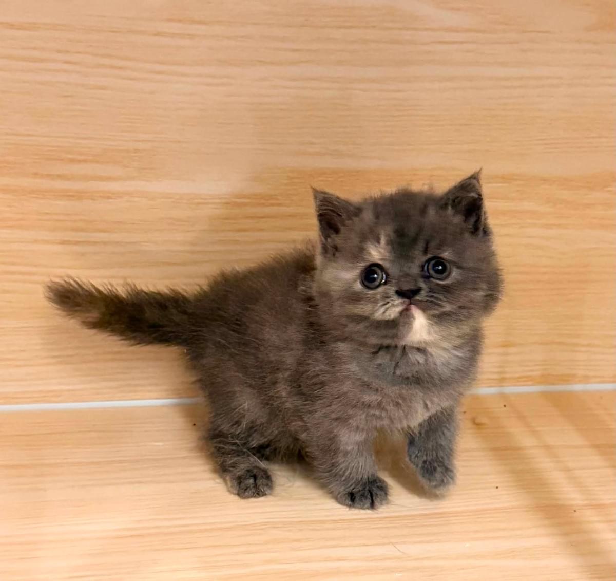 大眼圓臉可愛的藍奶玳瑁短毛妹妹）