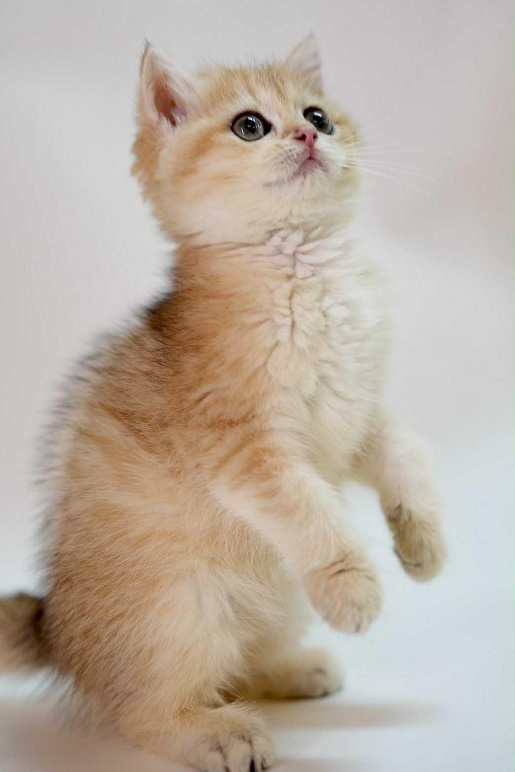 金漸層NY11英短妹妹--鈴鐺