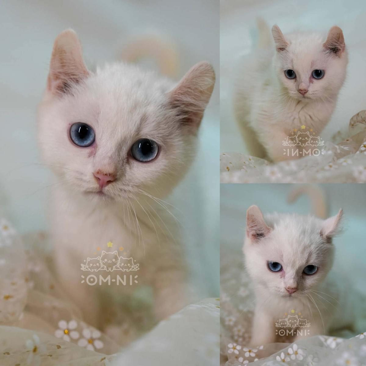 我見猶憐的捲耳白英短妹妹--小彈珠