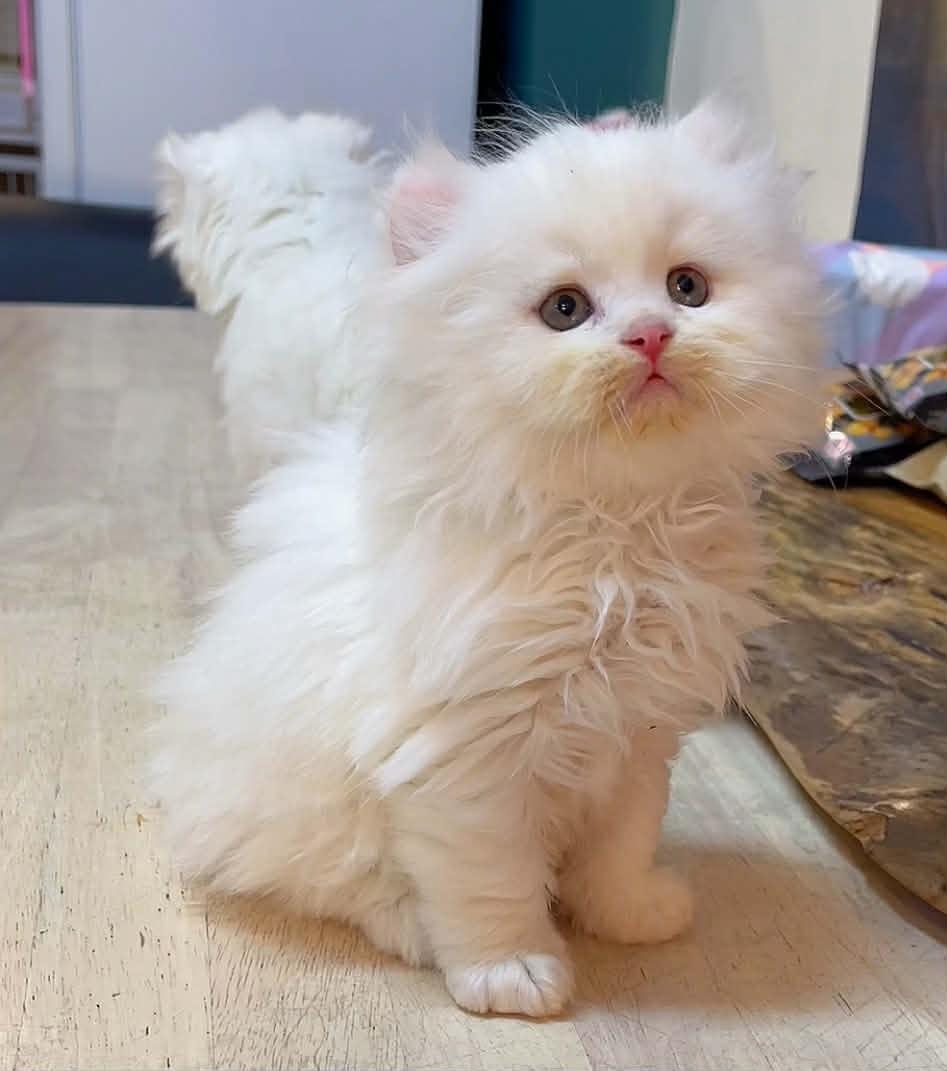 大頭炸毛長毛捲耳弟弟--大頭