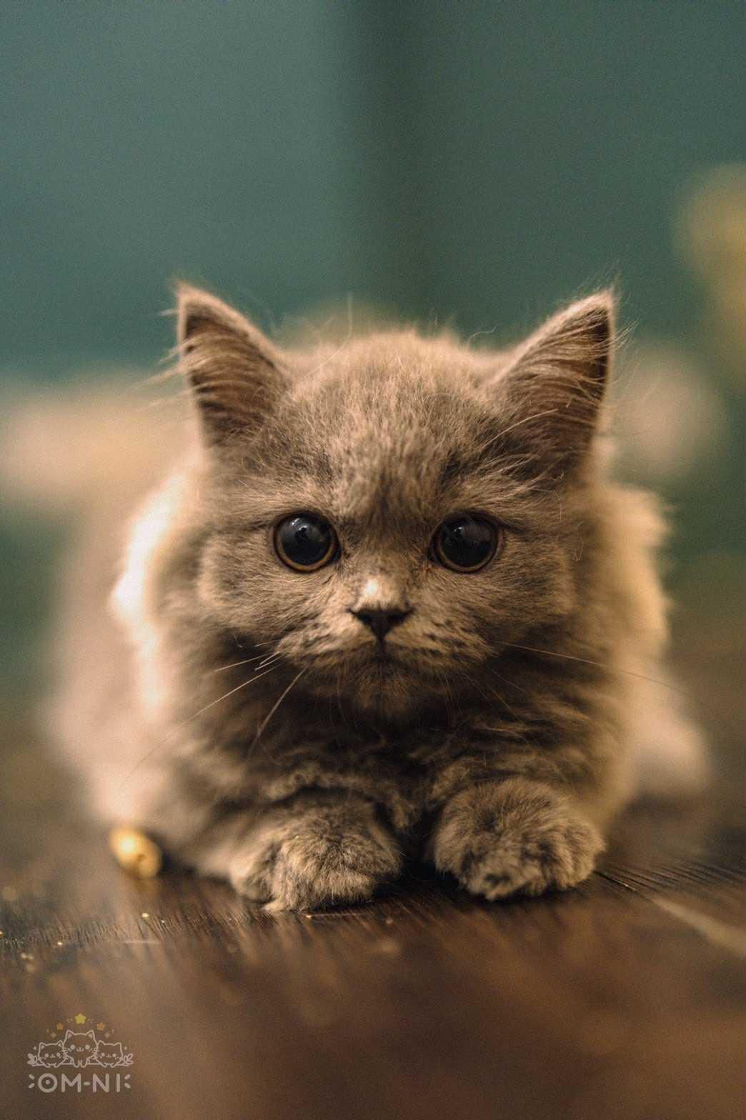 可愛寬臉的藍英長弟弟--羅賓