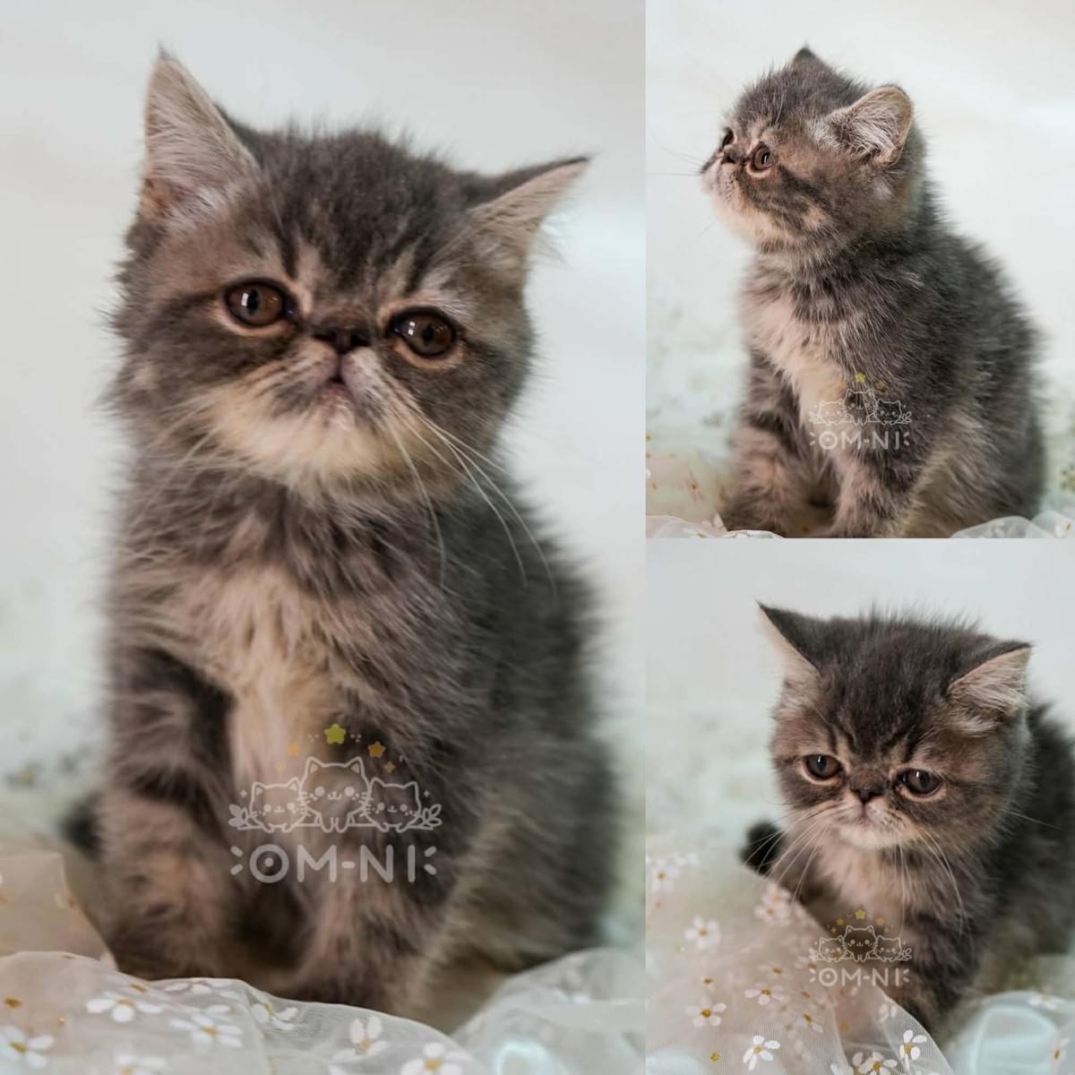 熱愛美食的加菲虎斑弟弟--芋圓 (已客訂)