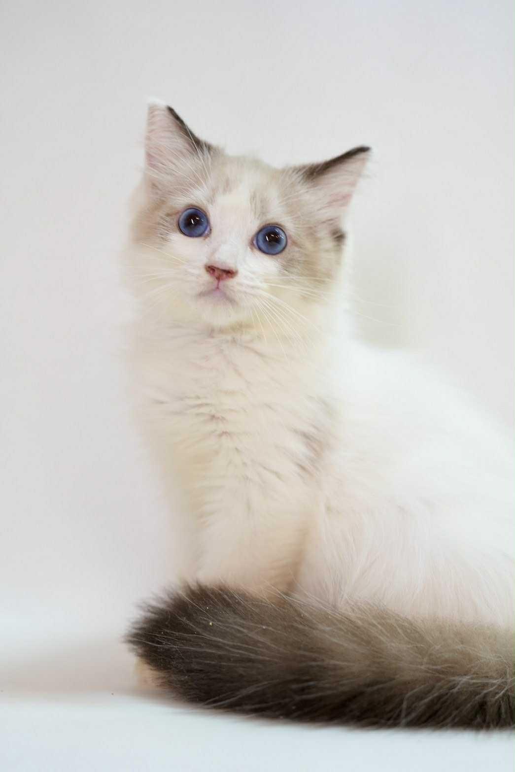 斯文小生的海豹雙色布偶弟弟--左左