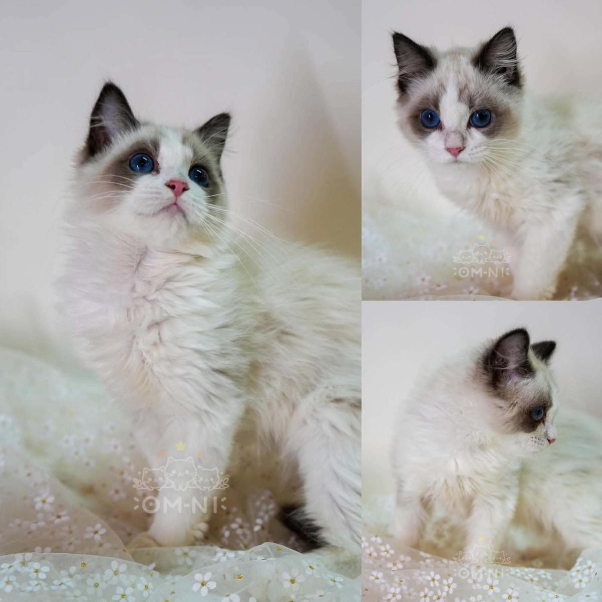 漂亮甜美的海豹雙色布偶妹妹--Mandy