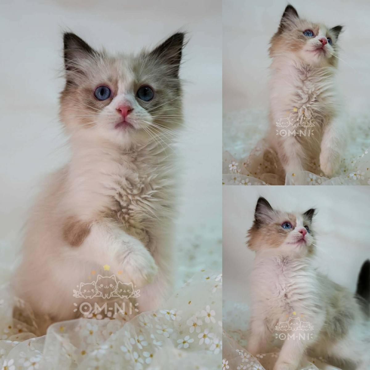 大頭可愛海豹雙色布偶弟弟---大寶