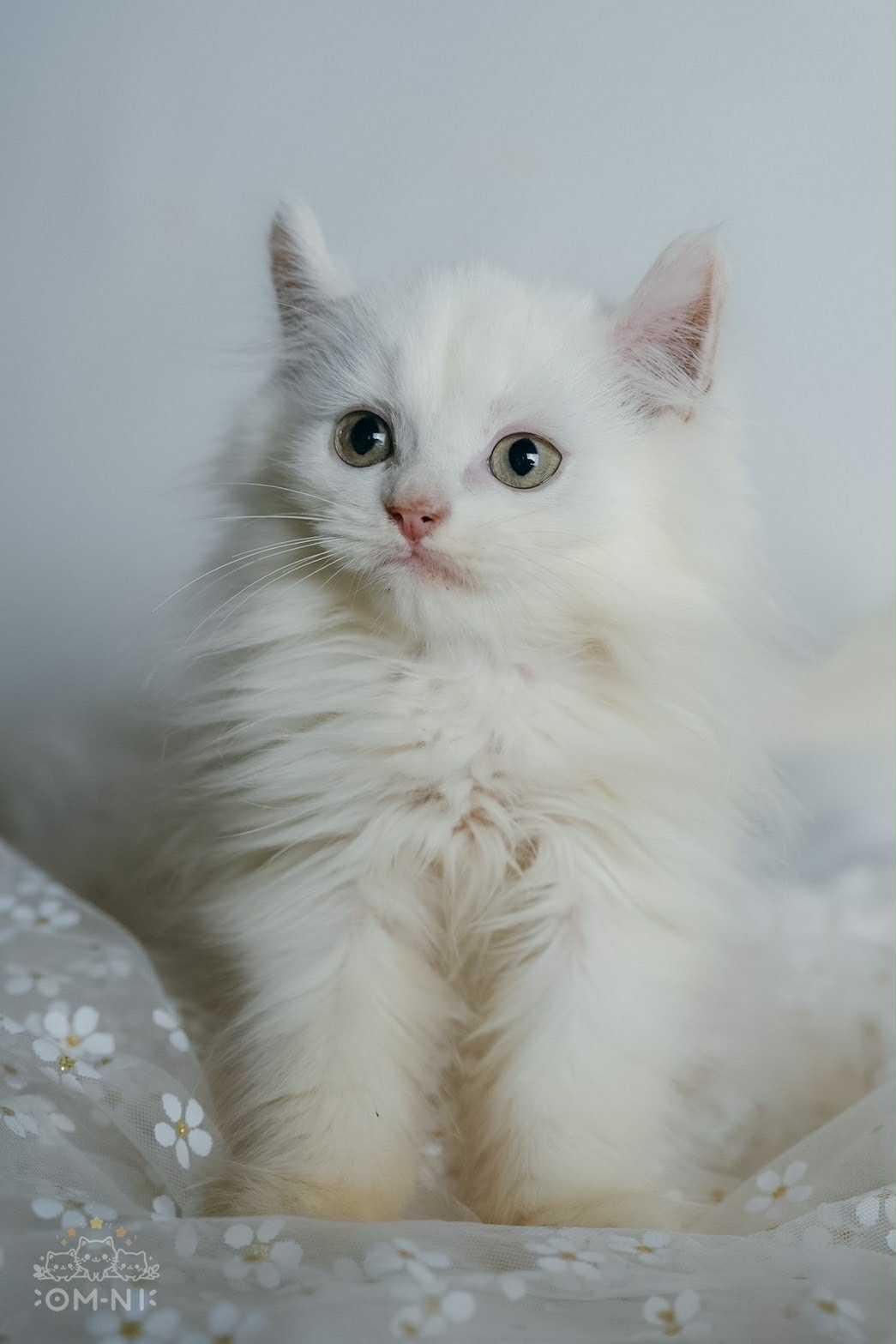 可愛的白捲耳英長弟弟