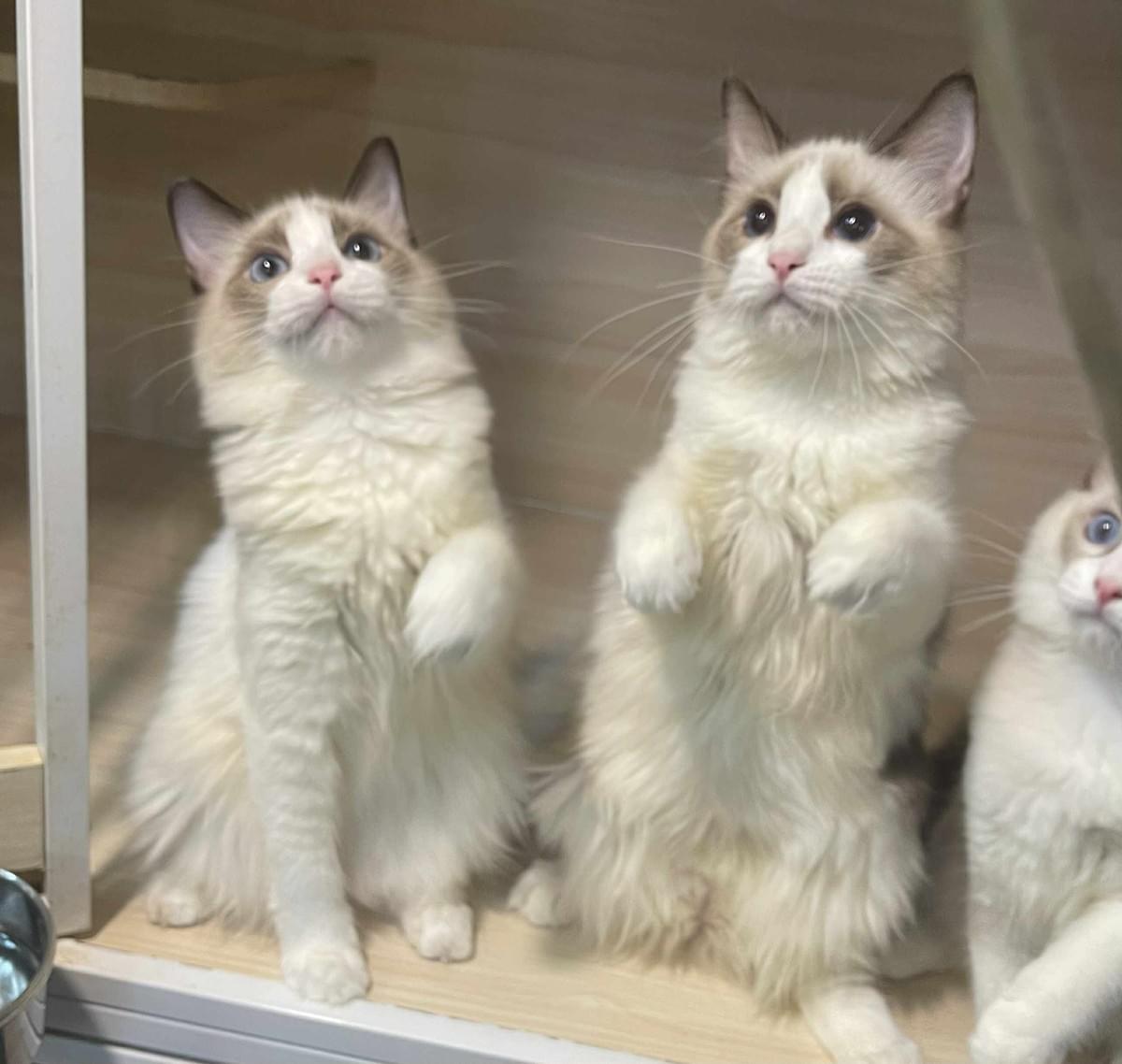 大頭花-雙株海豹雙色布偶妹妹