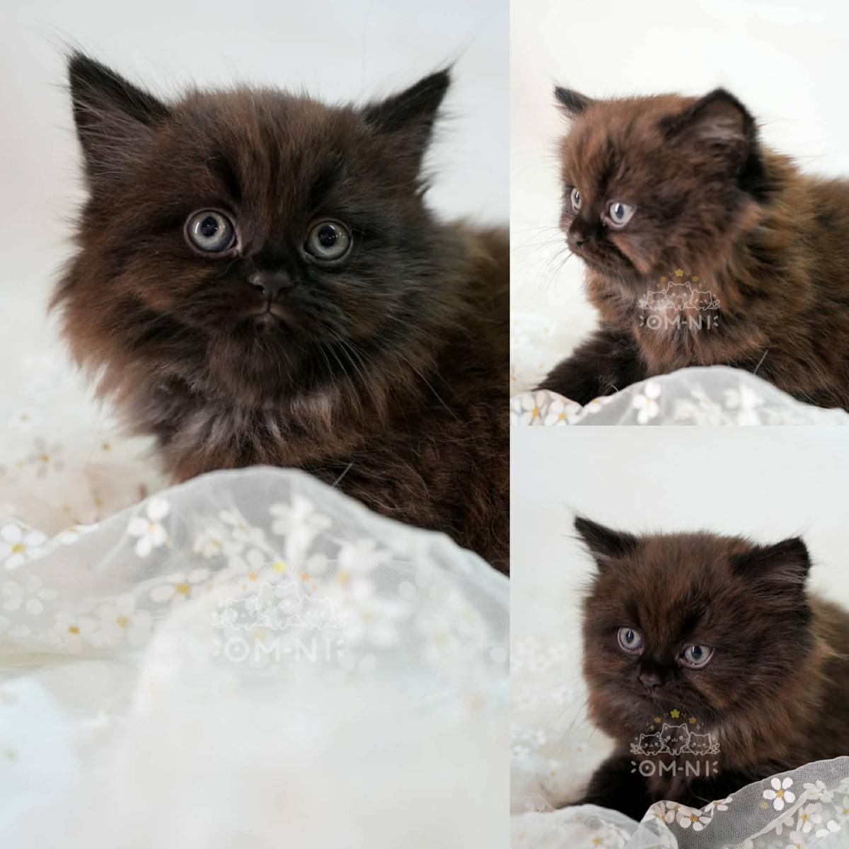 爽朗店貓等級的黑可可色英長弟弟--子墨