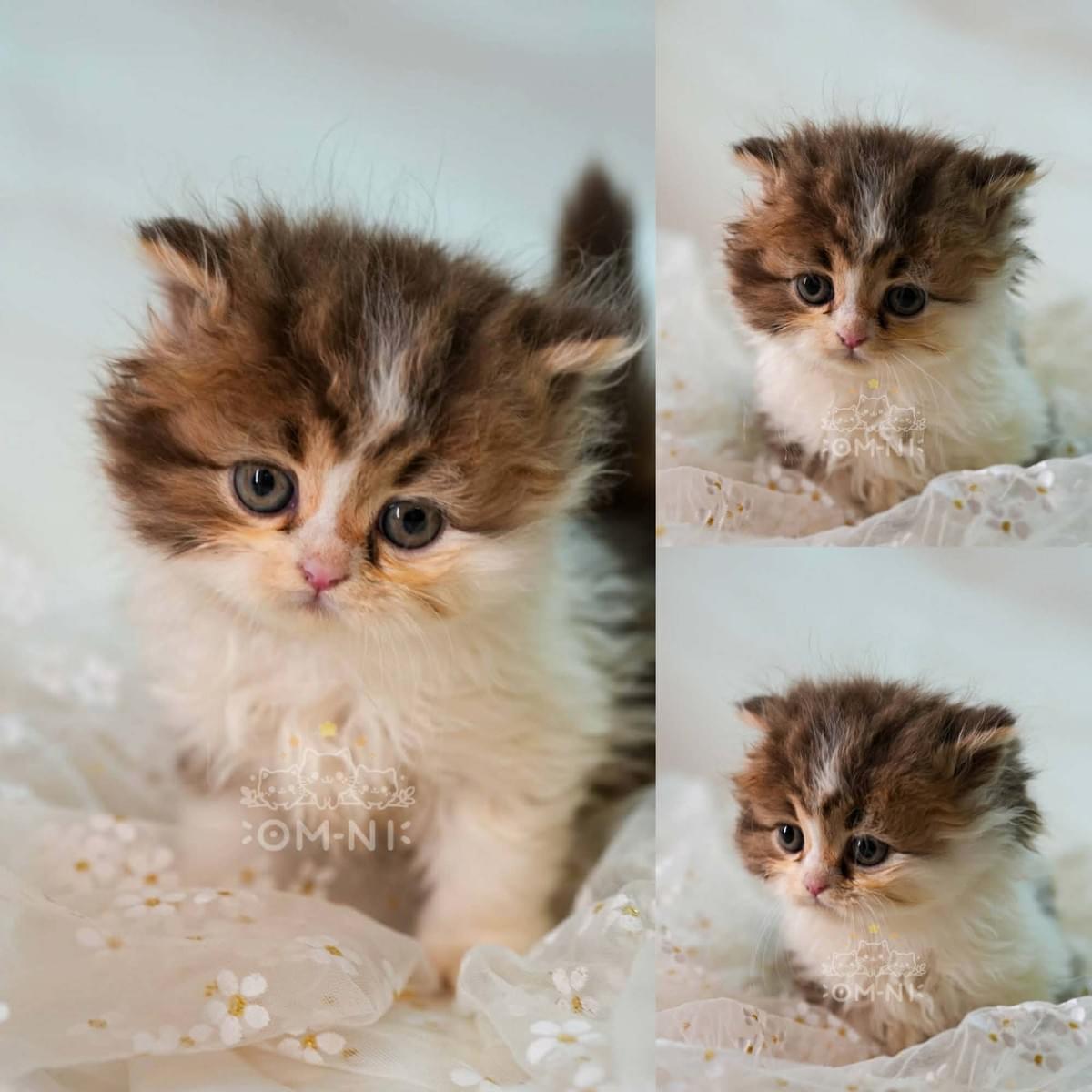 可愛超萌暖棕加白虎班妹妹--屁桃妹妹