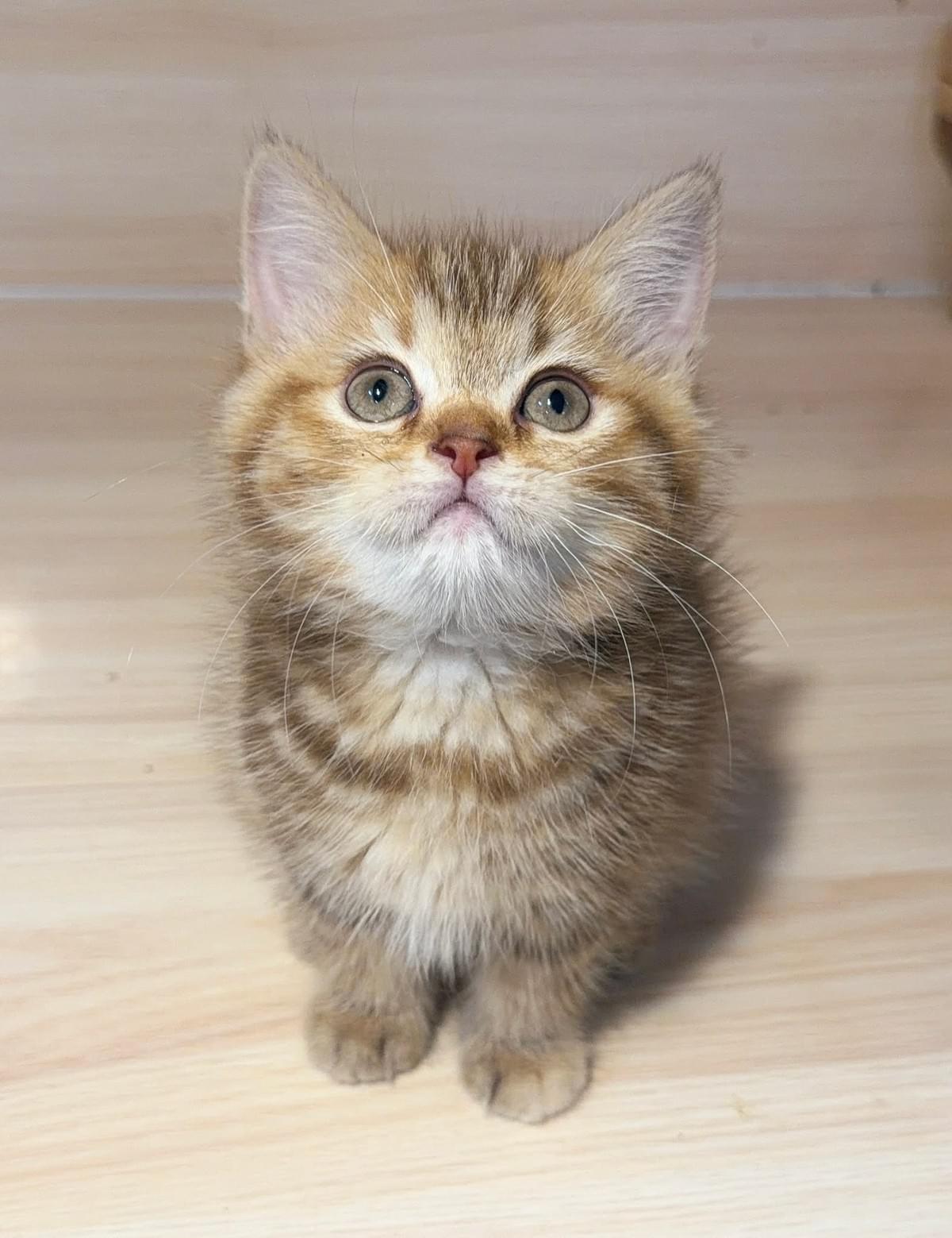 金色系—萌萌可愛的虎斑英短妹妹--金萱