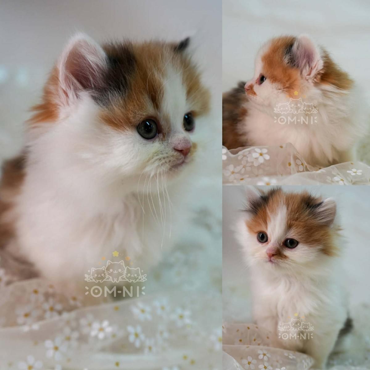 文靜可愛的三花賓士加白妹妹--蝦米