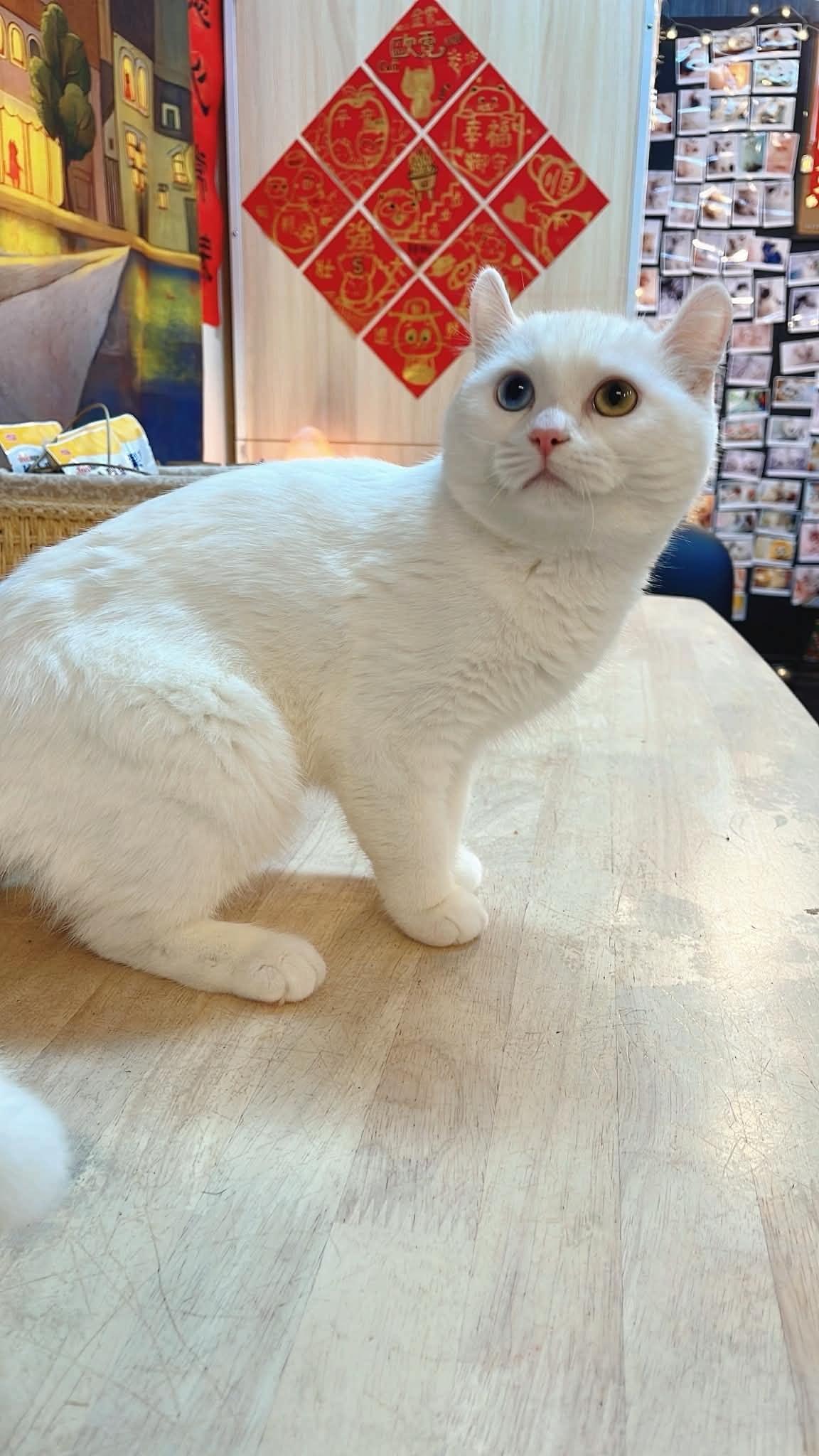 圓臉可愛異瞳捲耳妹妹--雙雙