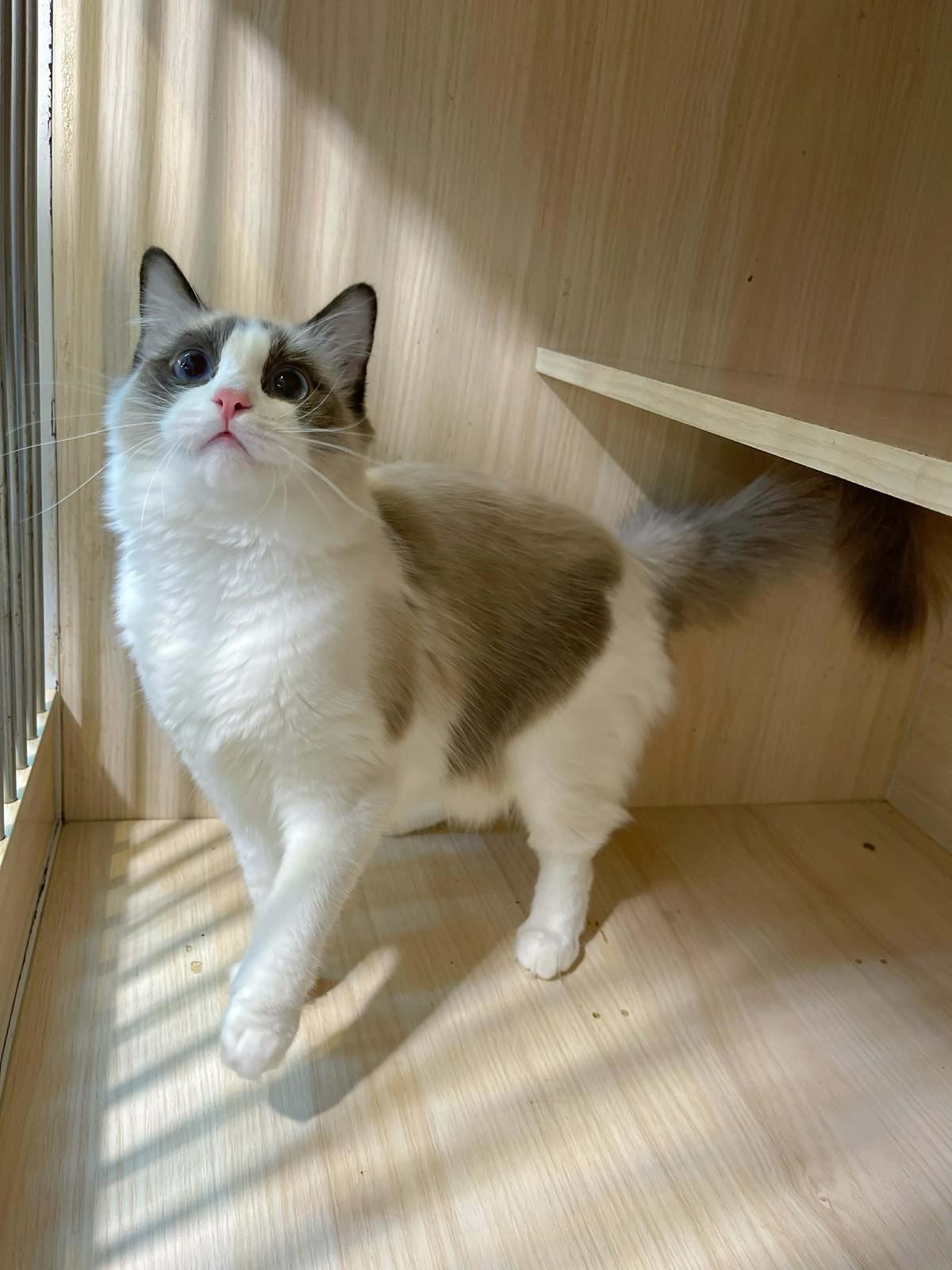 氣質優雅的海豹雙色布偶妹妹--小桃莉